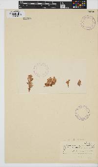 Laurencia complanata image