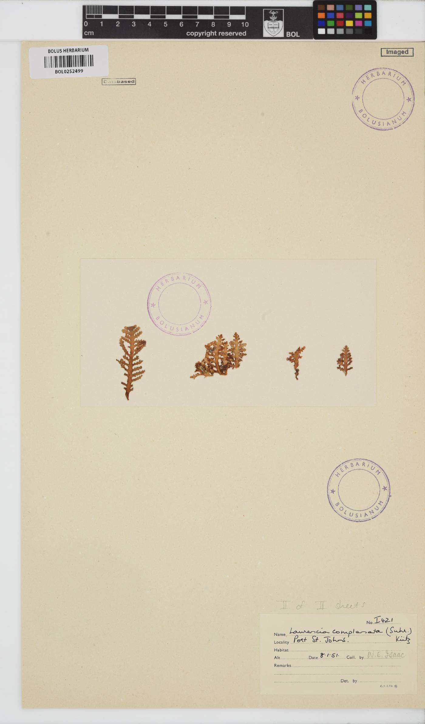 Laurencia complanata image