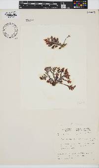 Laurencia complanata image