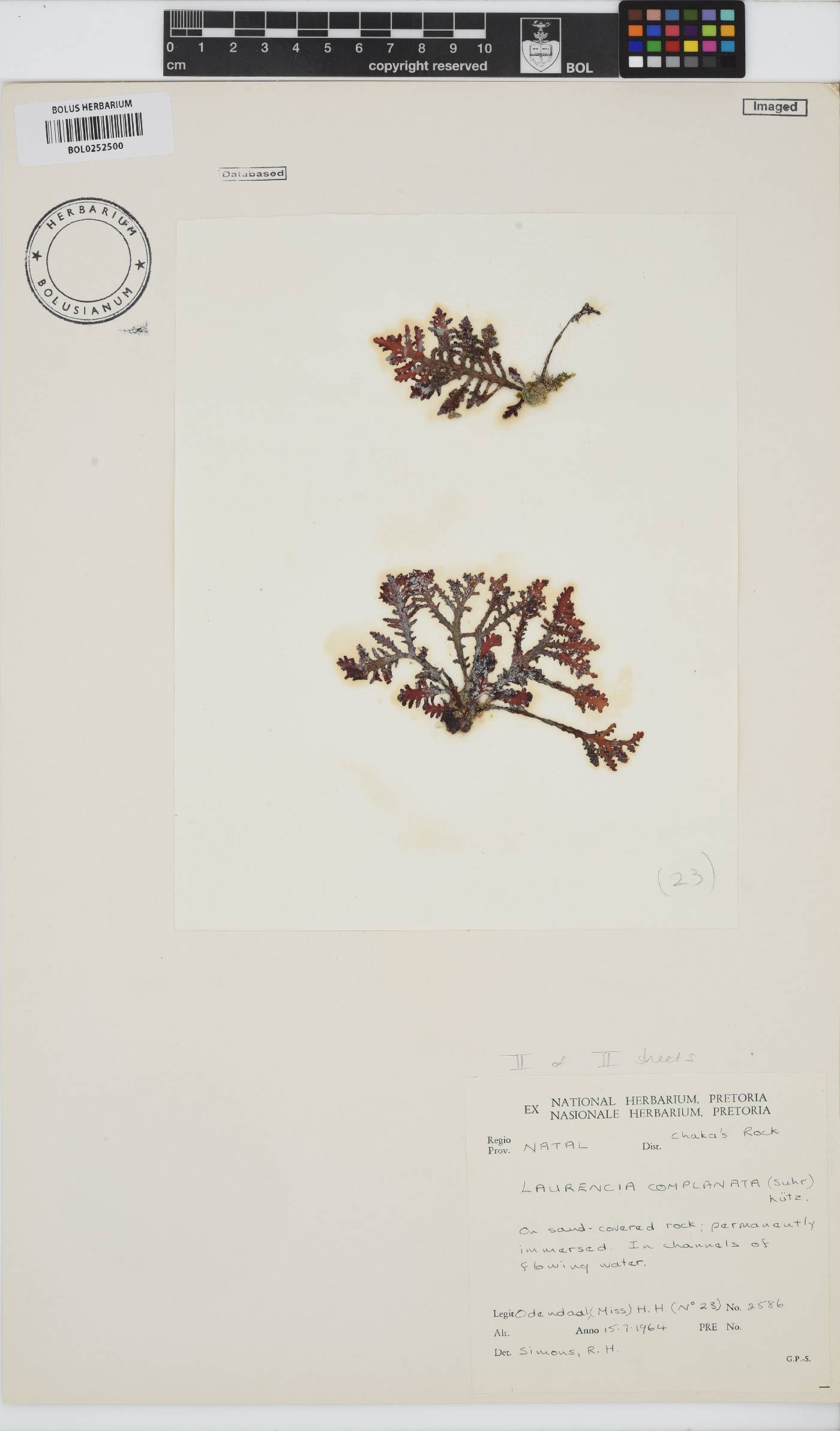 Laurencia complanata image