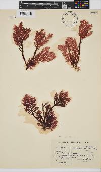Laurencia complanata image