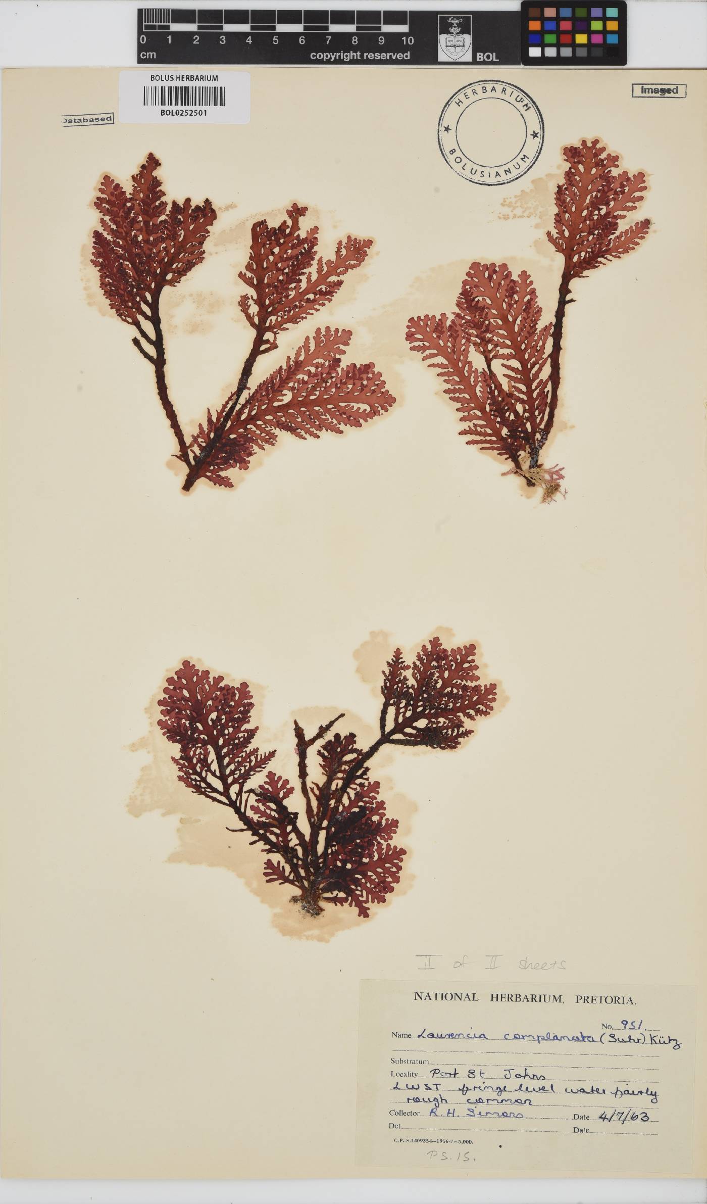 Laurencia complanata image