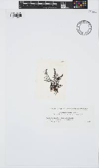 Image of Laurencia okamurae