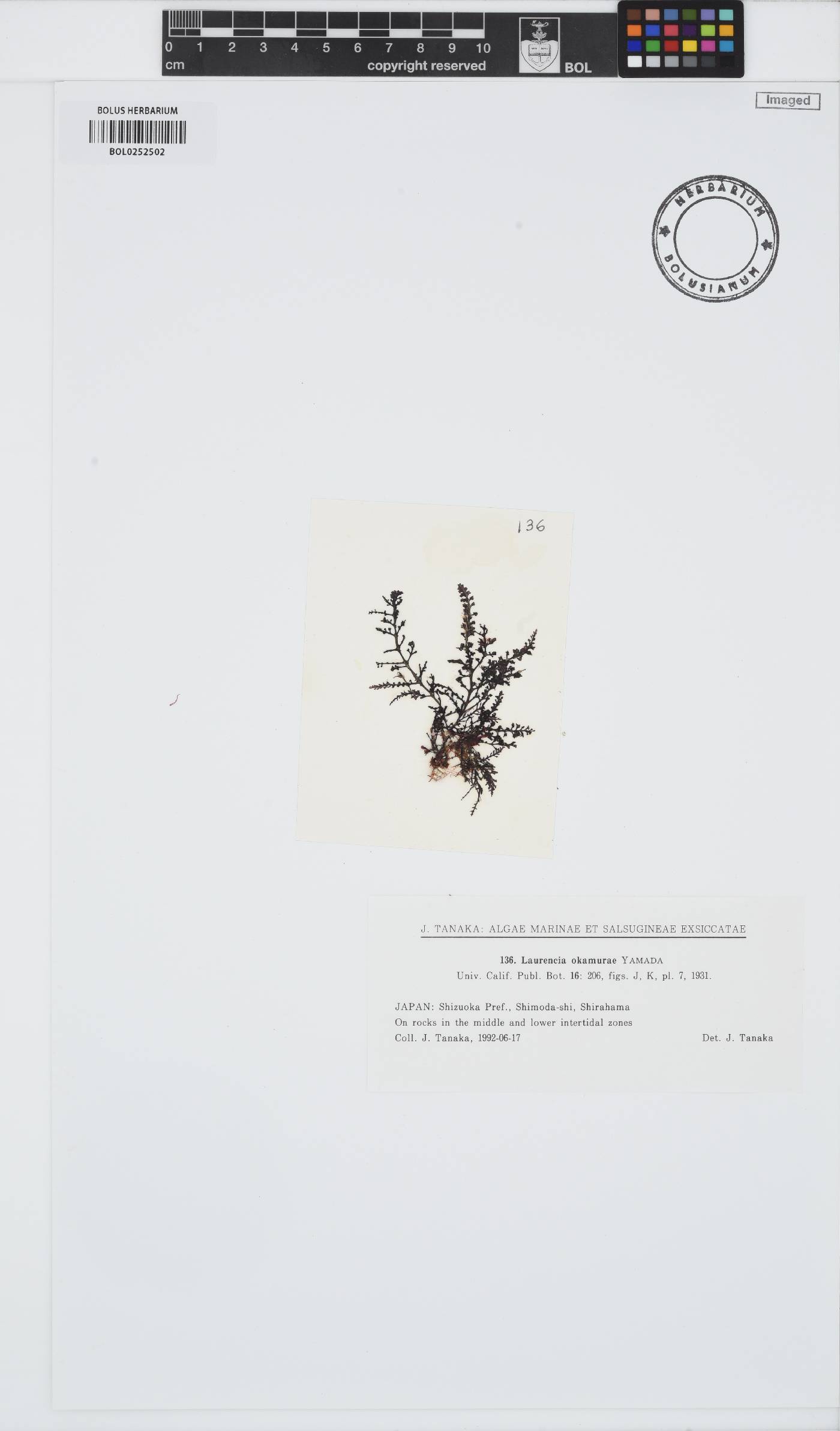 Laurencia okamurae image
