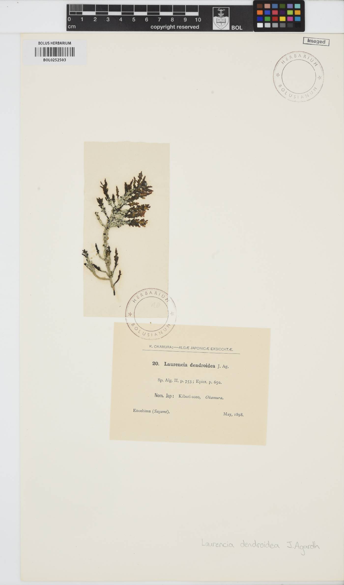 Laurencia dendroidea image