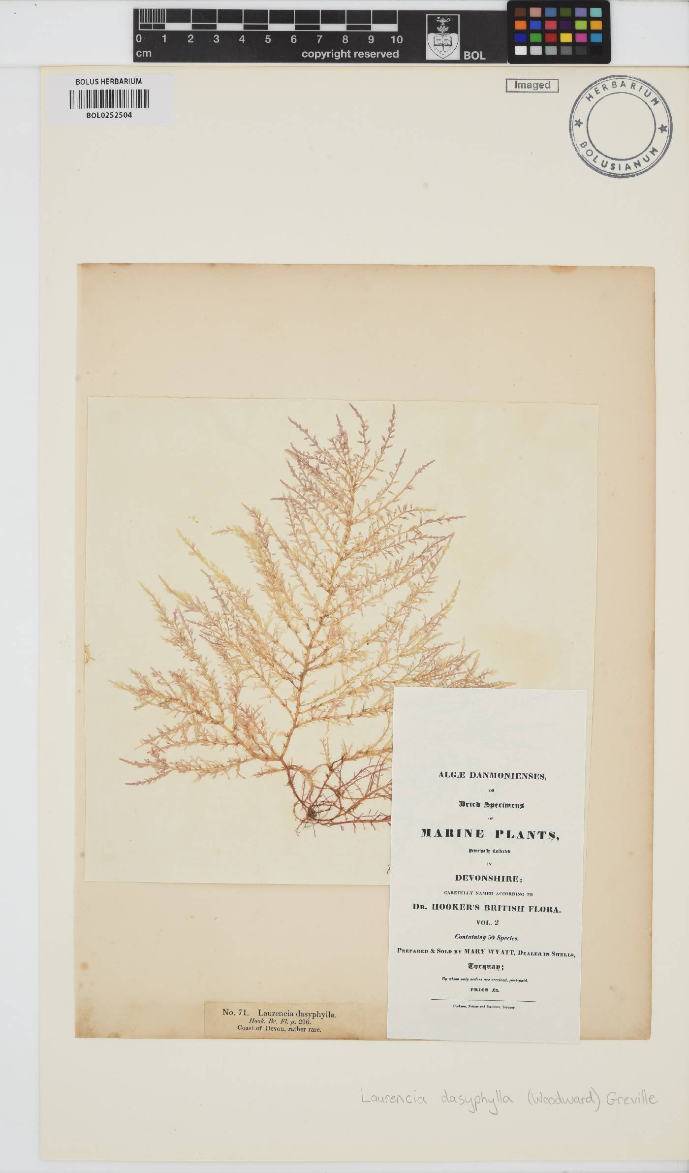 Chondria dasyphylla image