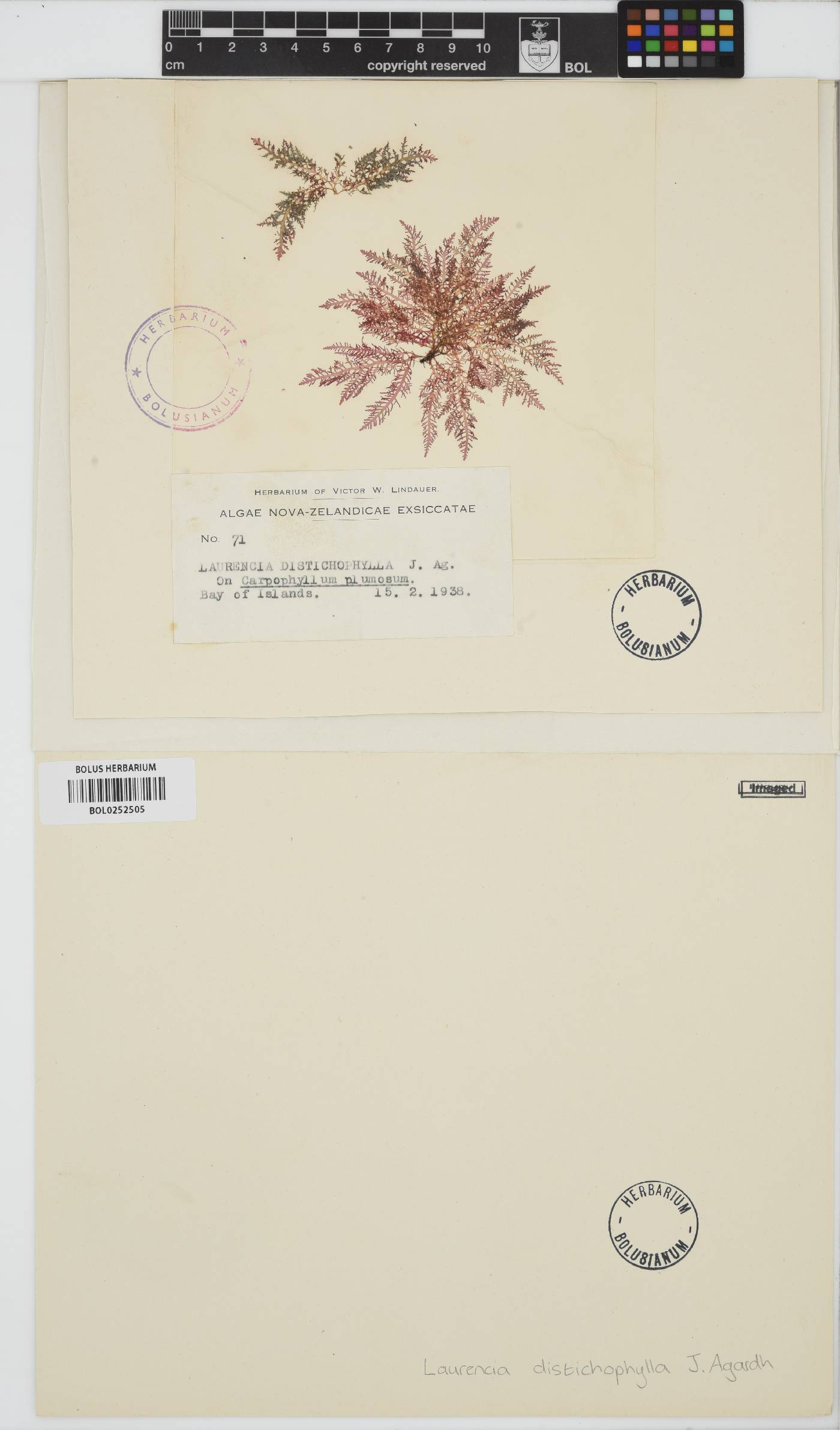 Laurencia distichophylla image