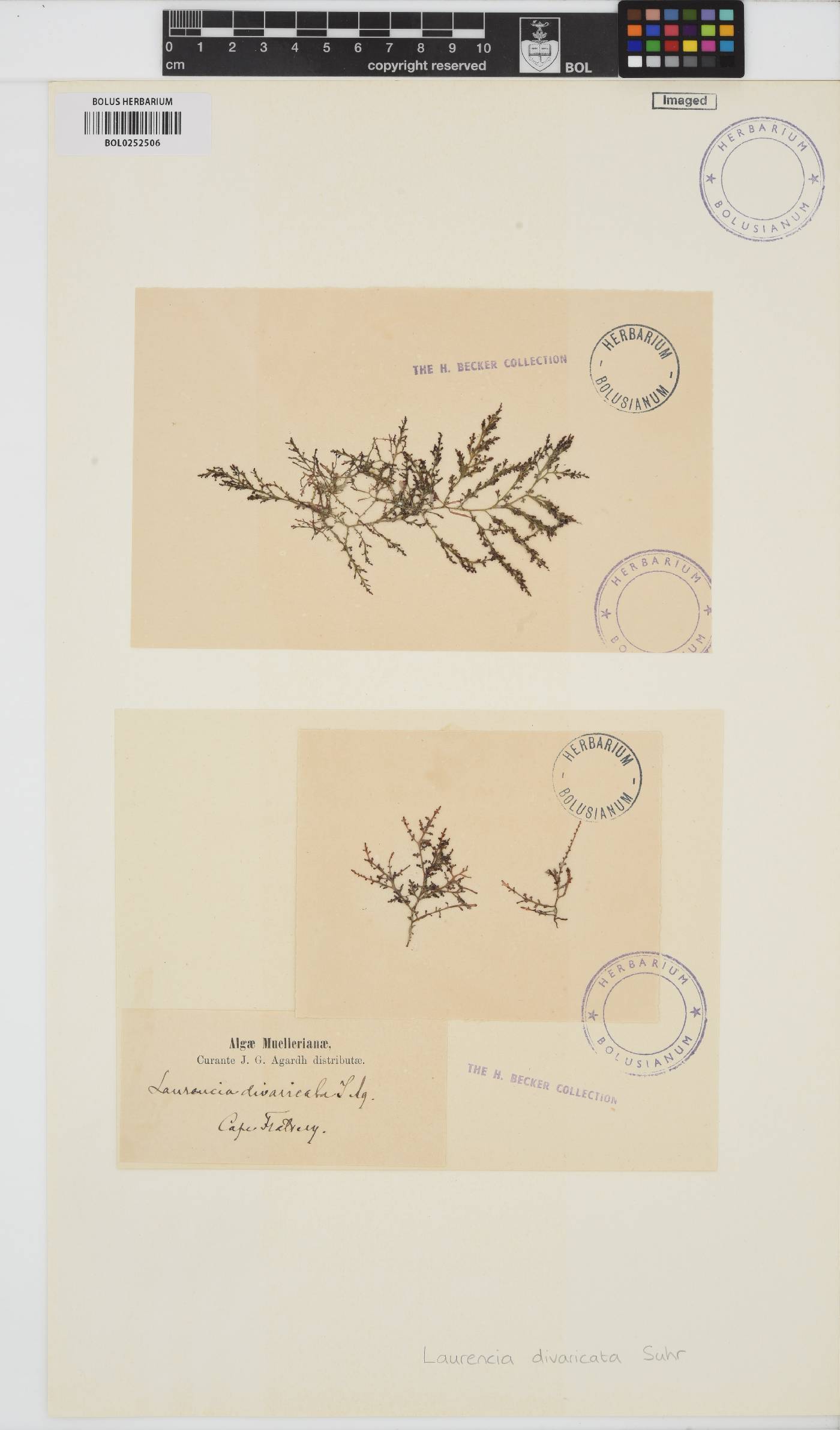 Caulacanthus ustulatus image