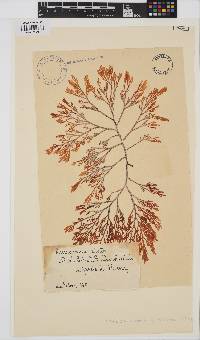 Corynecladia elata image