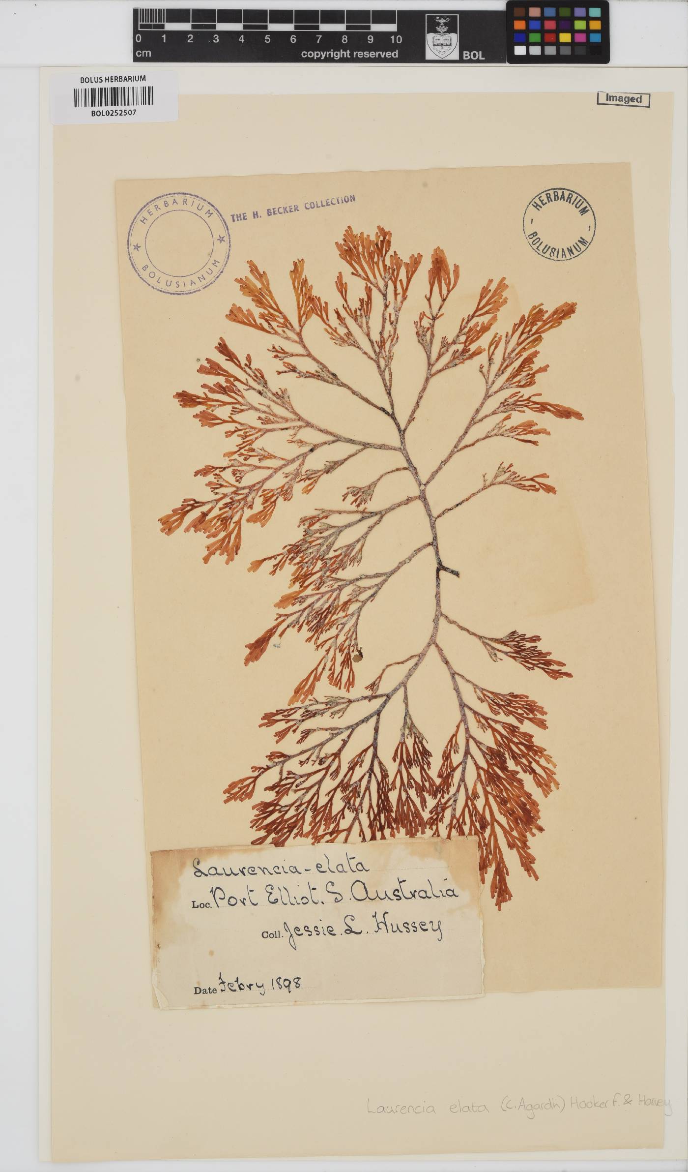 Corynecladia elata image