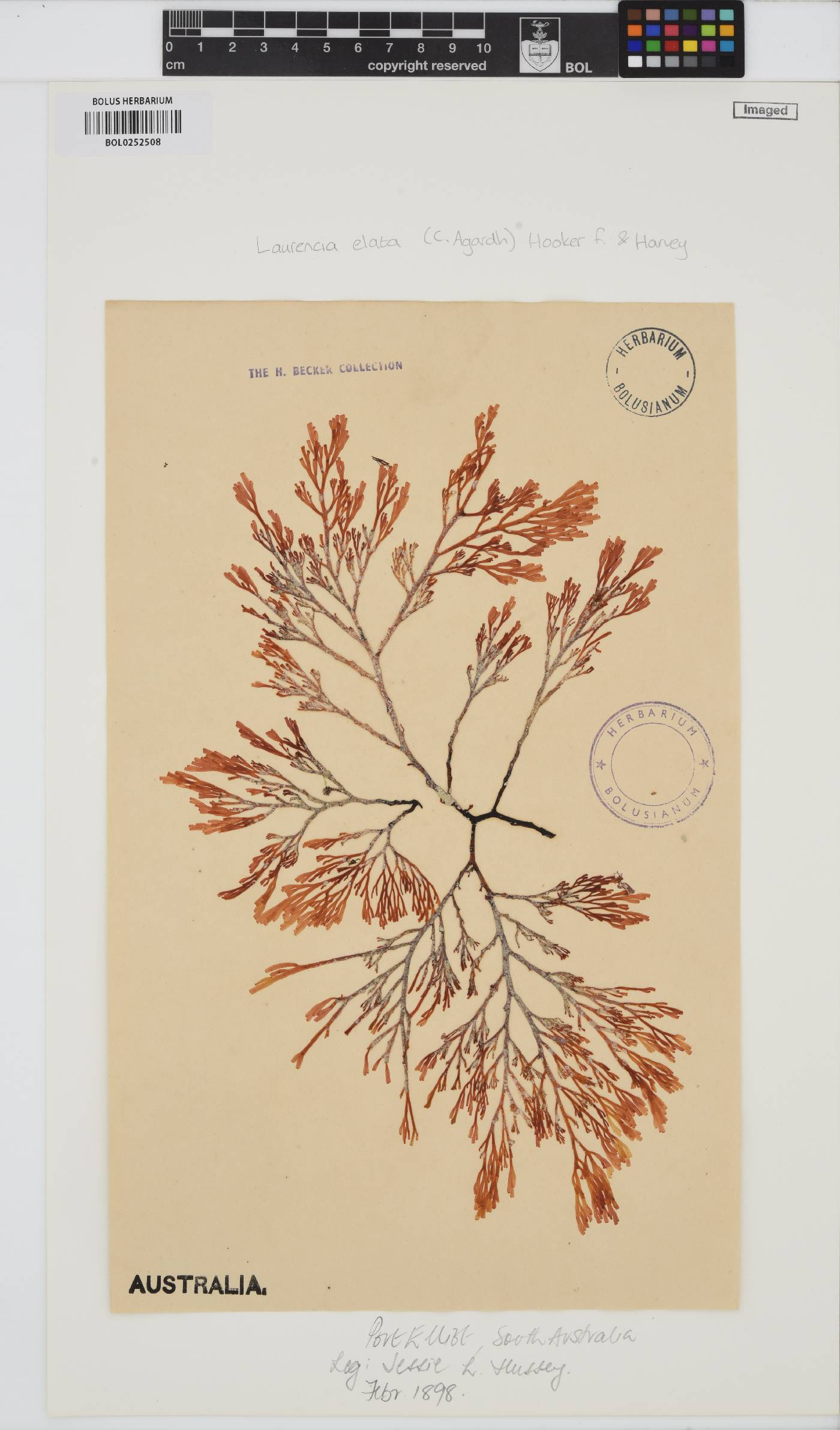 Corynecladia image