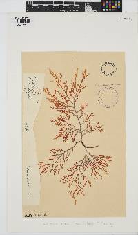 Corynecladia elata image