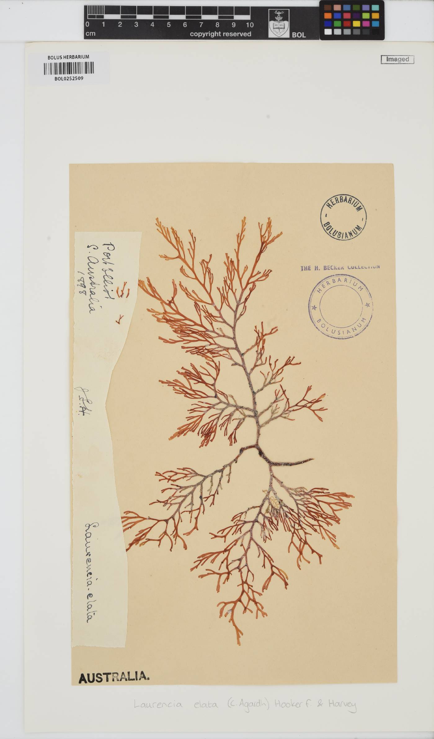 Corynecladia elata image
