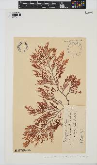 Corynecladia elata image