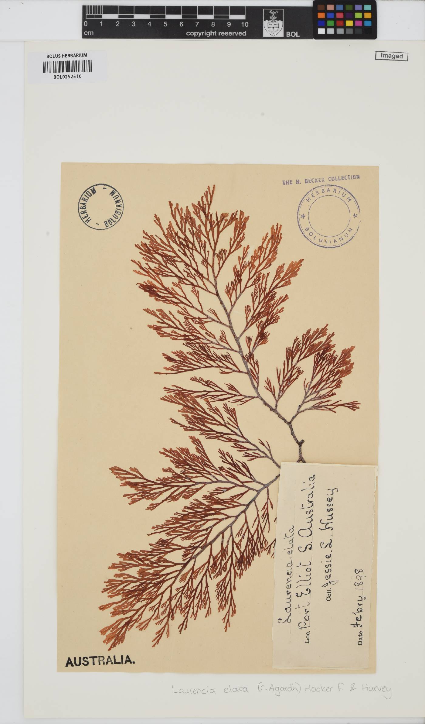 Corynecladia elata image