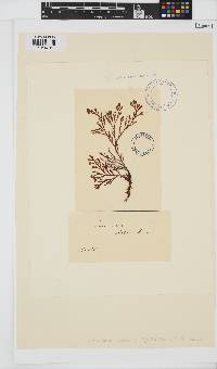 Corynecladia elata image