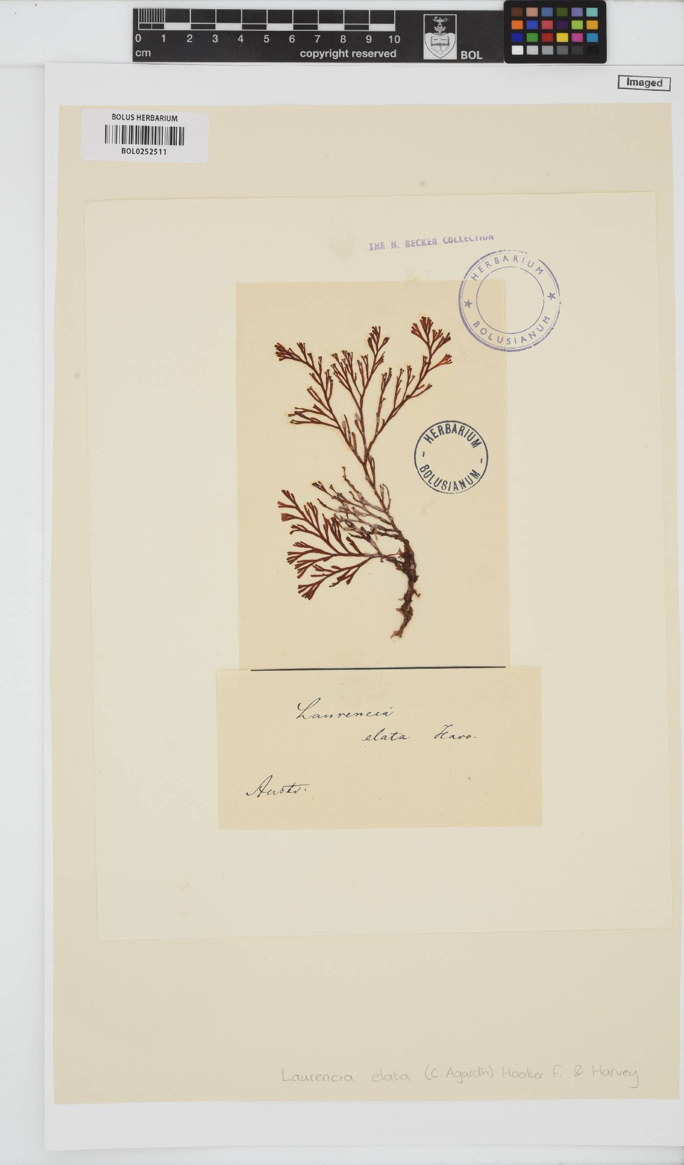 Corynecladia elata image
