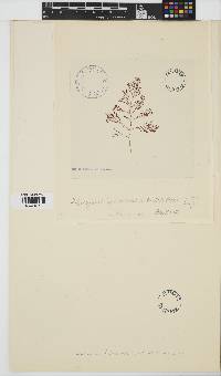 Image of Laurencia filiformis