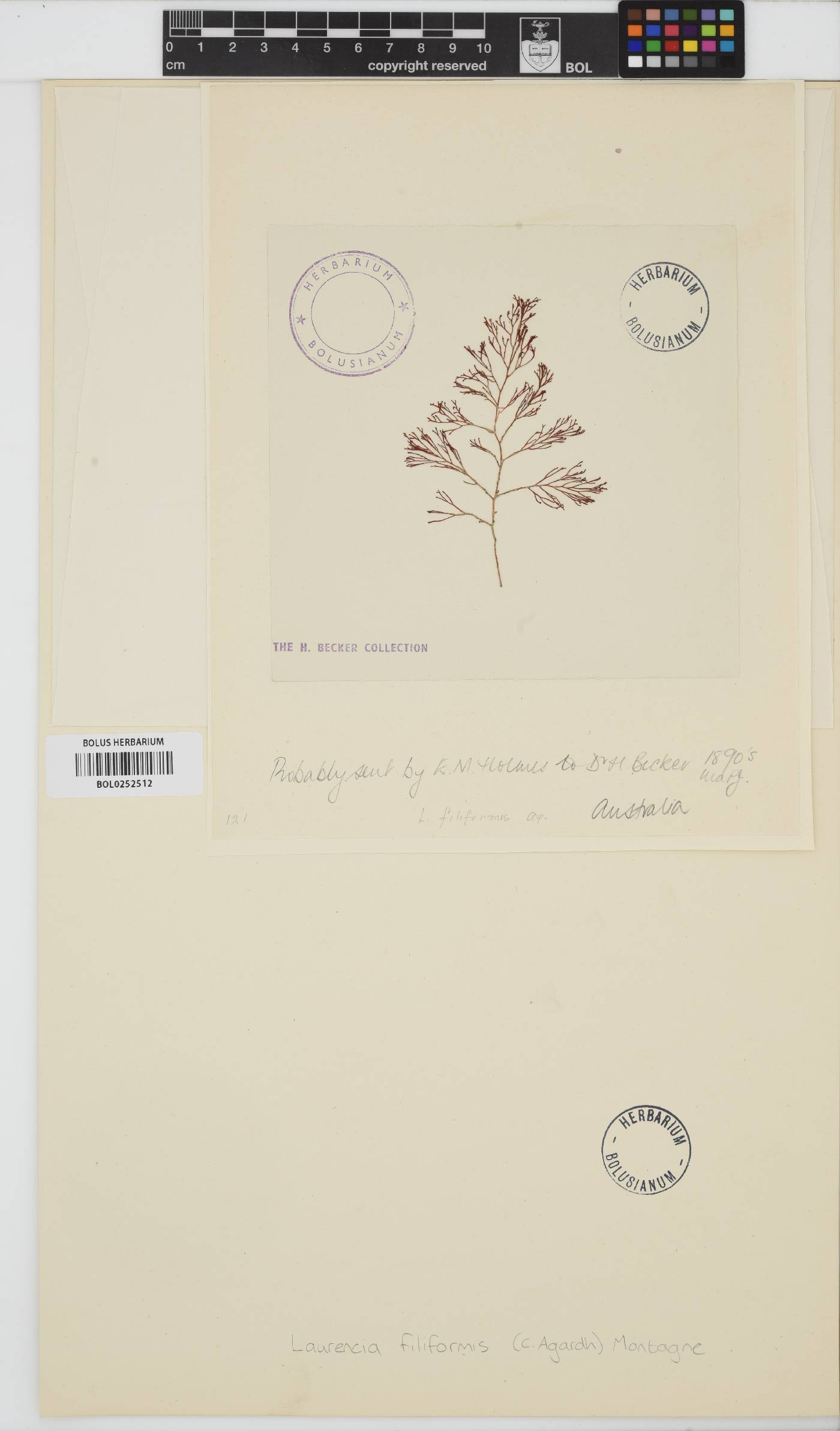 Laurencia filiformis image
