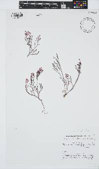 Laurencia flexuosa image