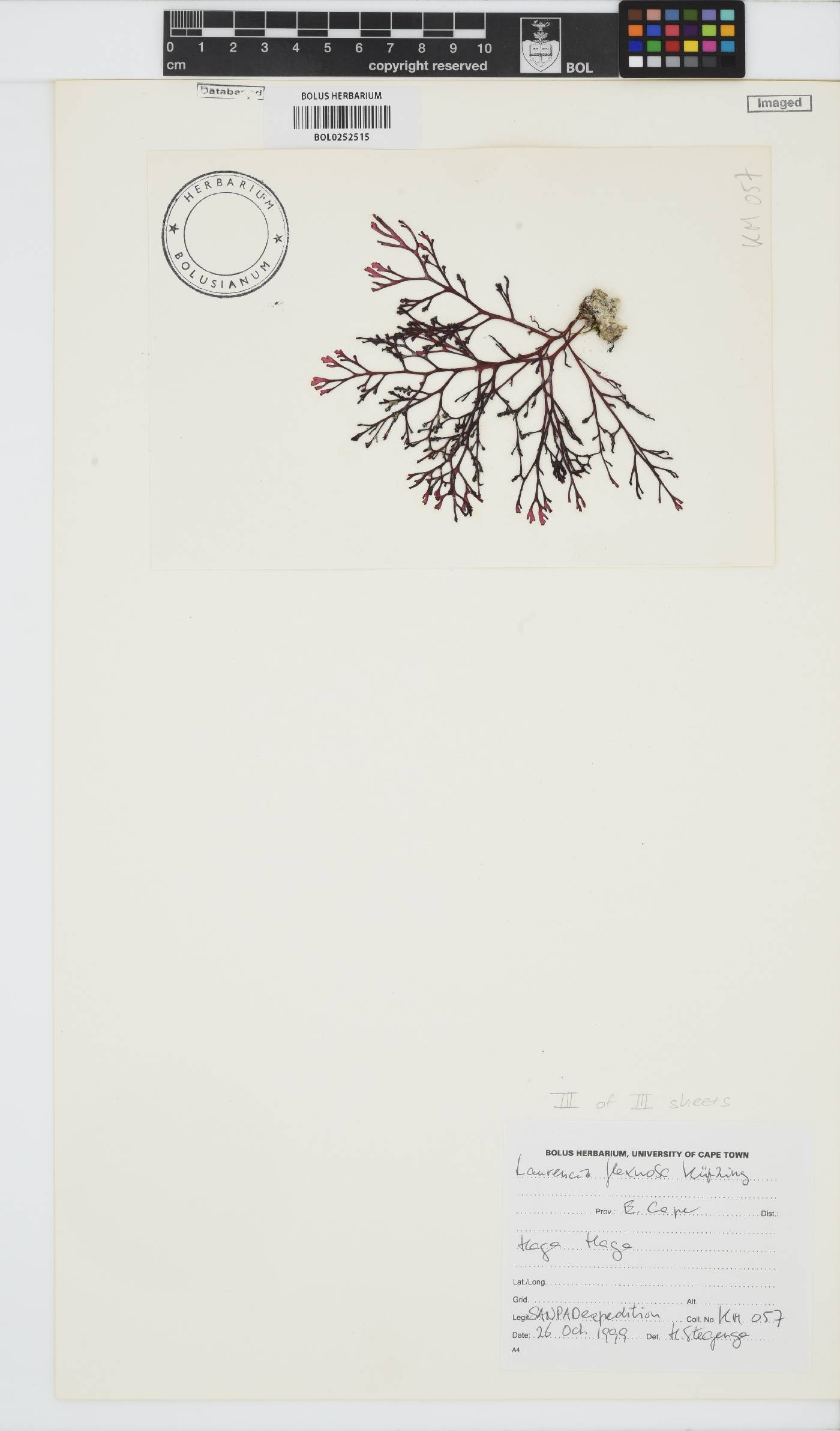 Laurencia flexuosa image