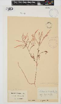 Laurencia glomerata image