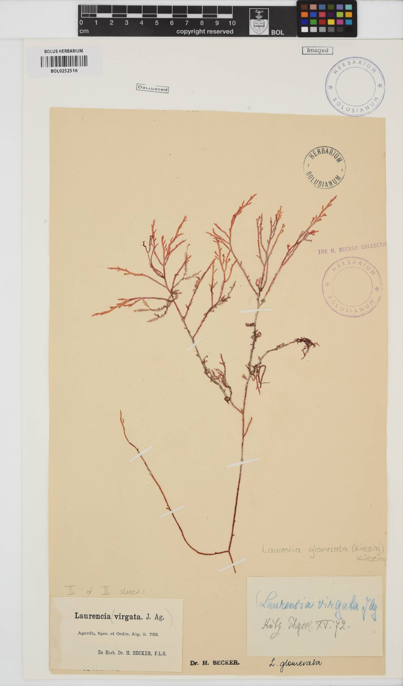 Laurencia glomerata image