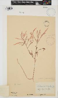 Laurencia glomerata image