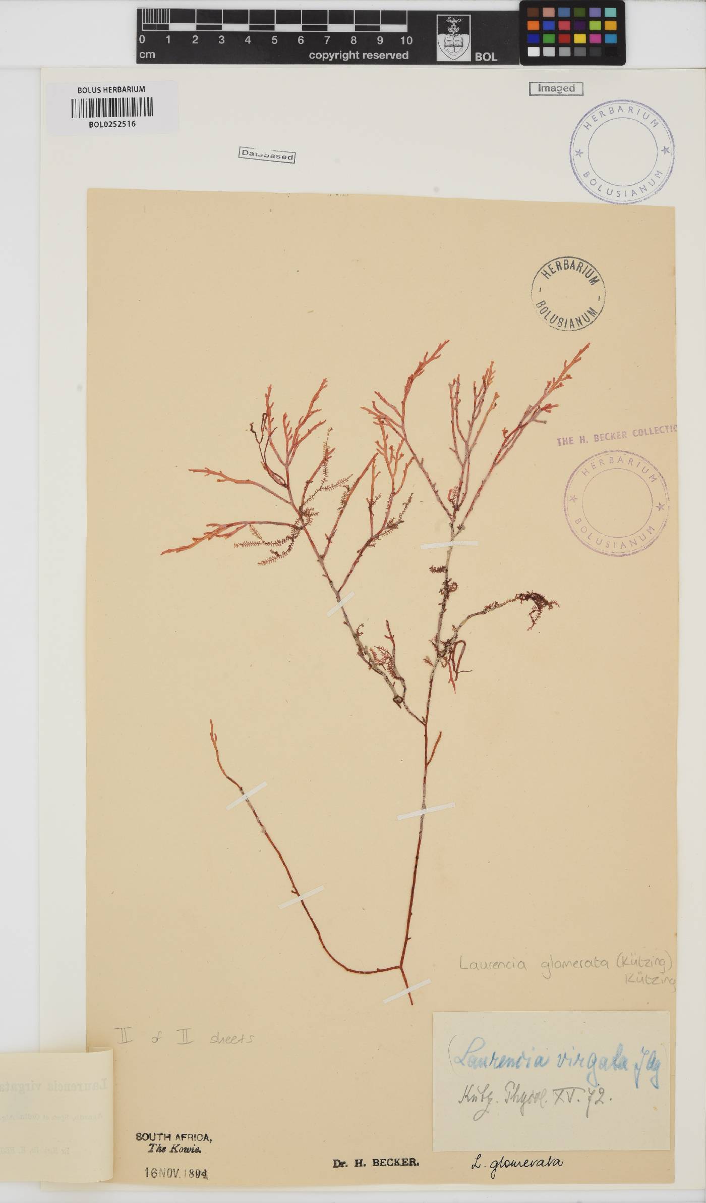 Laurencia glomerata image