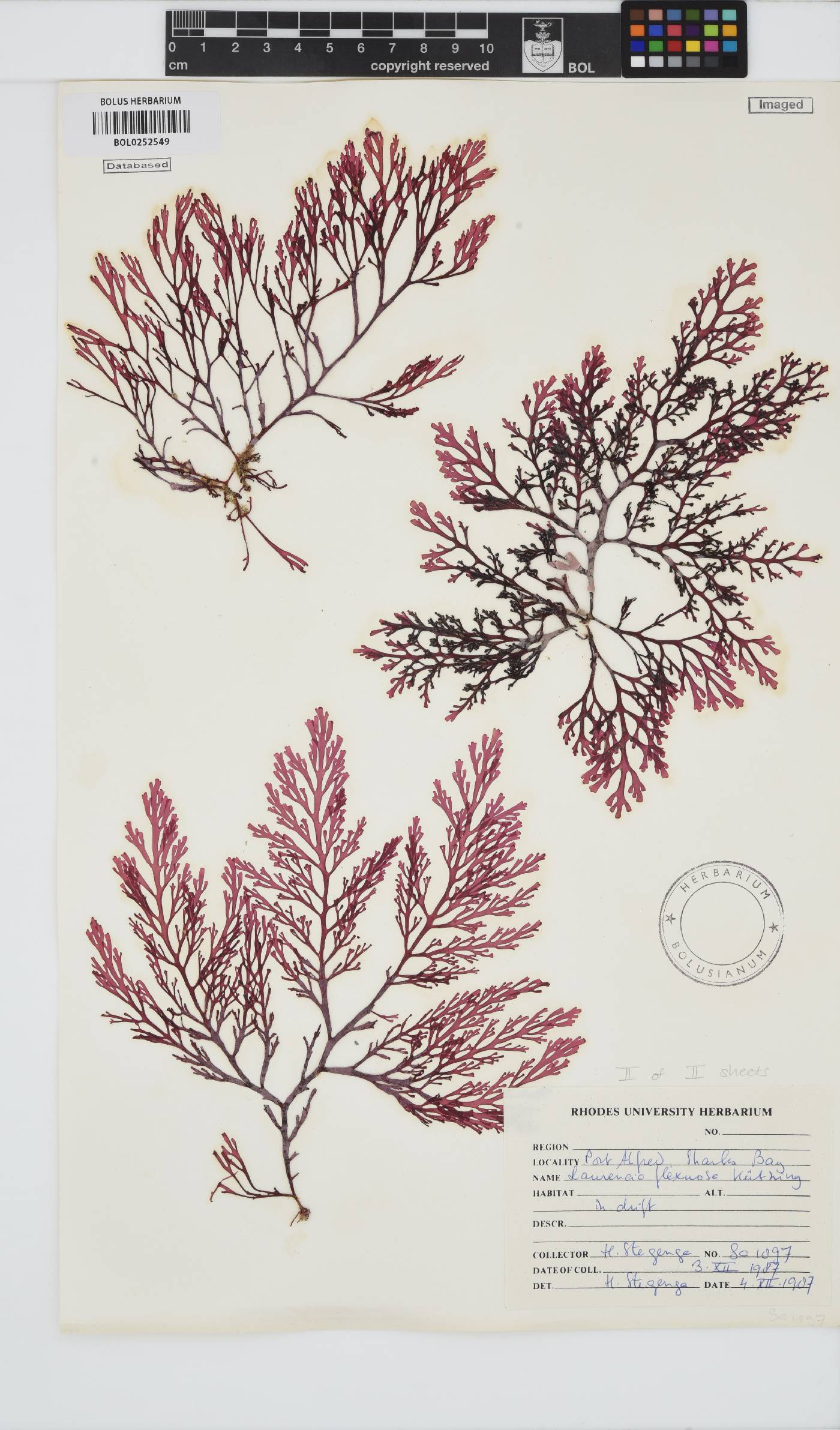 Laurencia flexuosa image