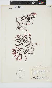 Laurencia flexuosa image