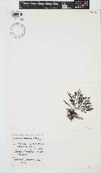 Laurencia flexuosa image
