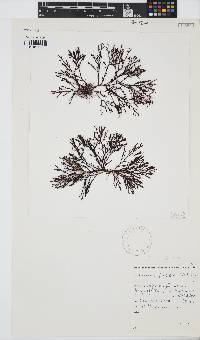 Laurencia flexuosa image