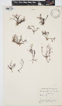 Laurencia flexuosa image