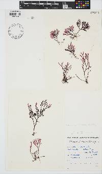 Laurencia flexuosa image