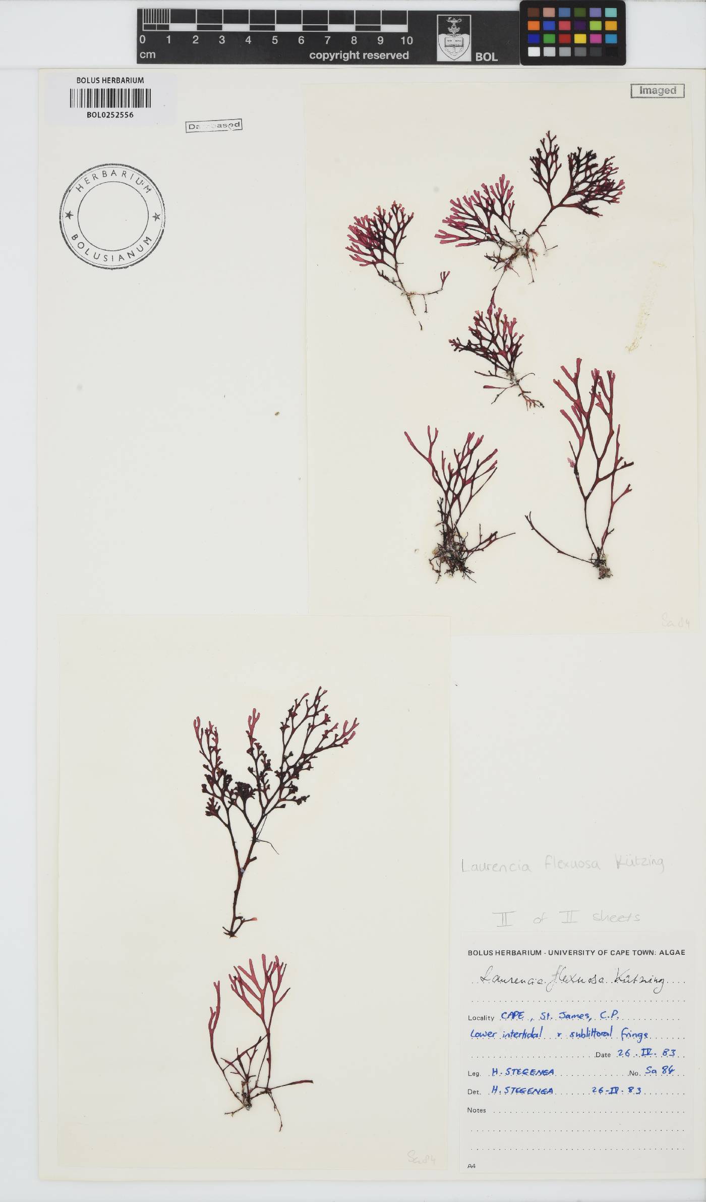 Laurencia flexuosa image