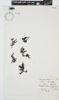 Laurencia glomerata image