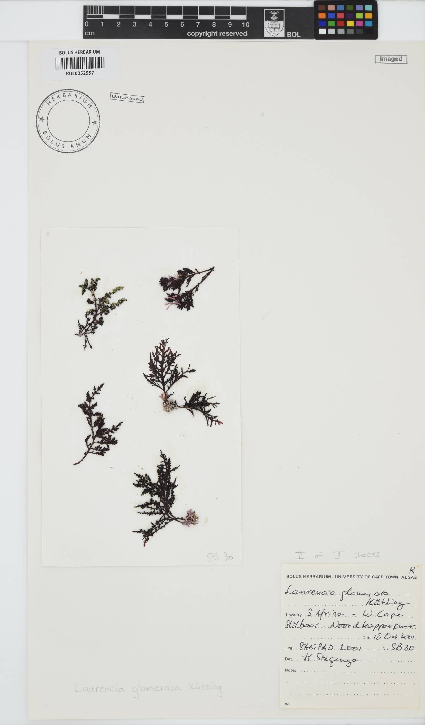 Laurencia glomerata image