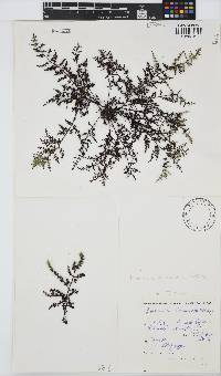 Laurencia glomerata image