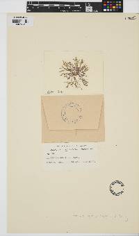 Image of Laurencia gracilis