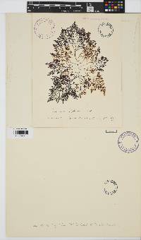 Image of Osmundea hybrida