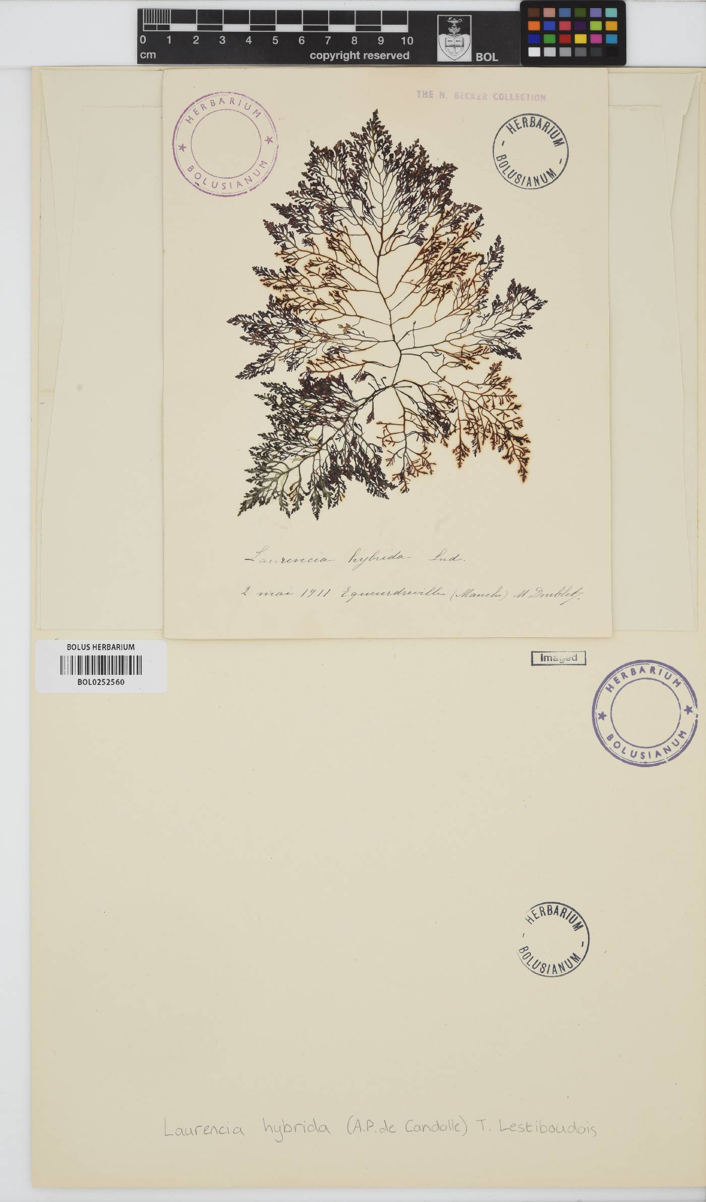 Osmundea hybrida image