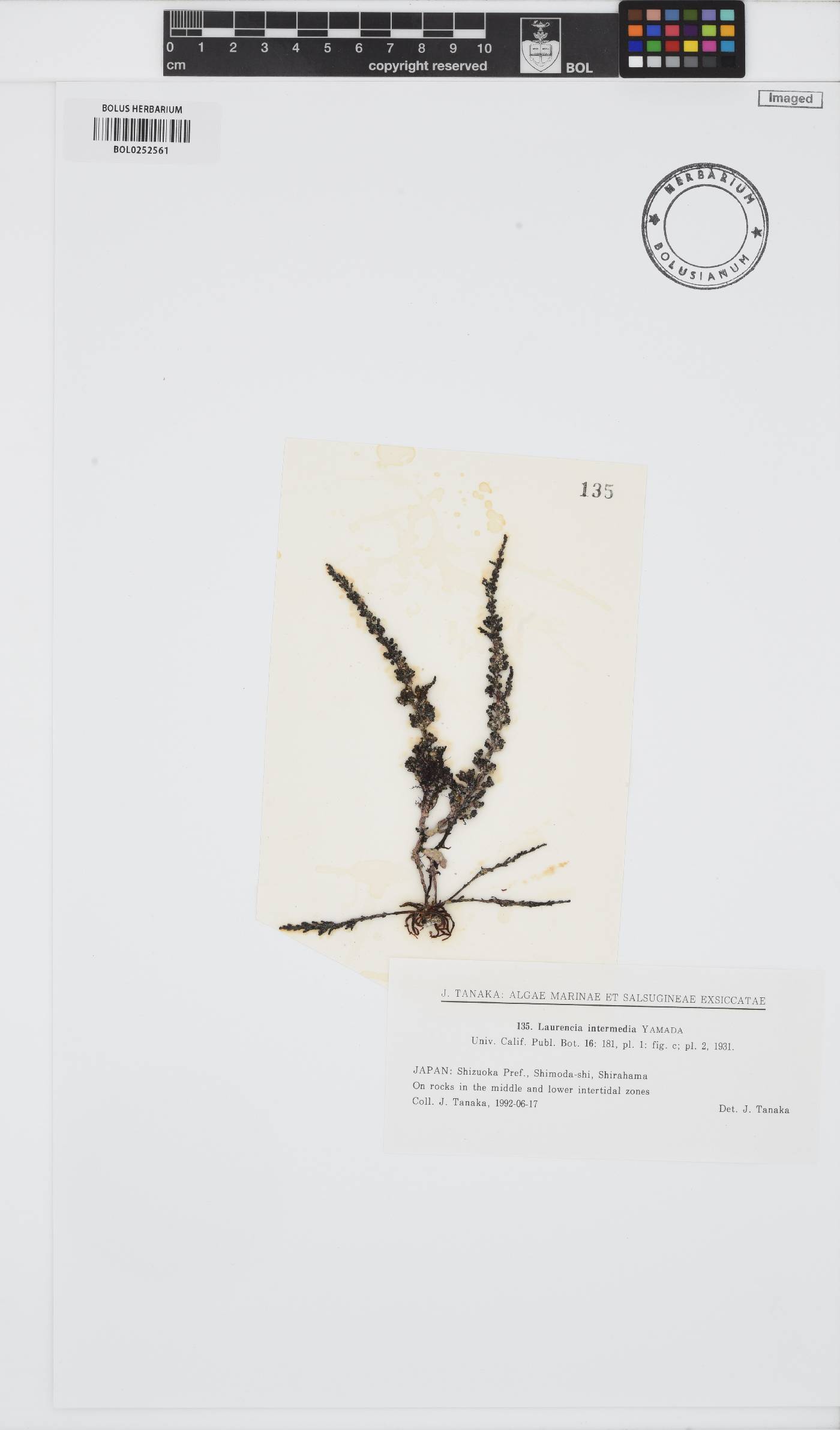 Chondrophycus intermedius image