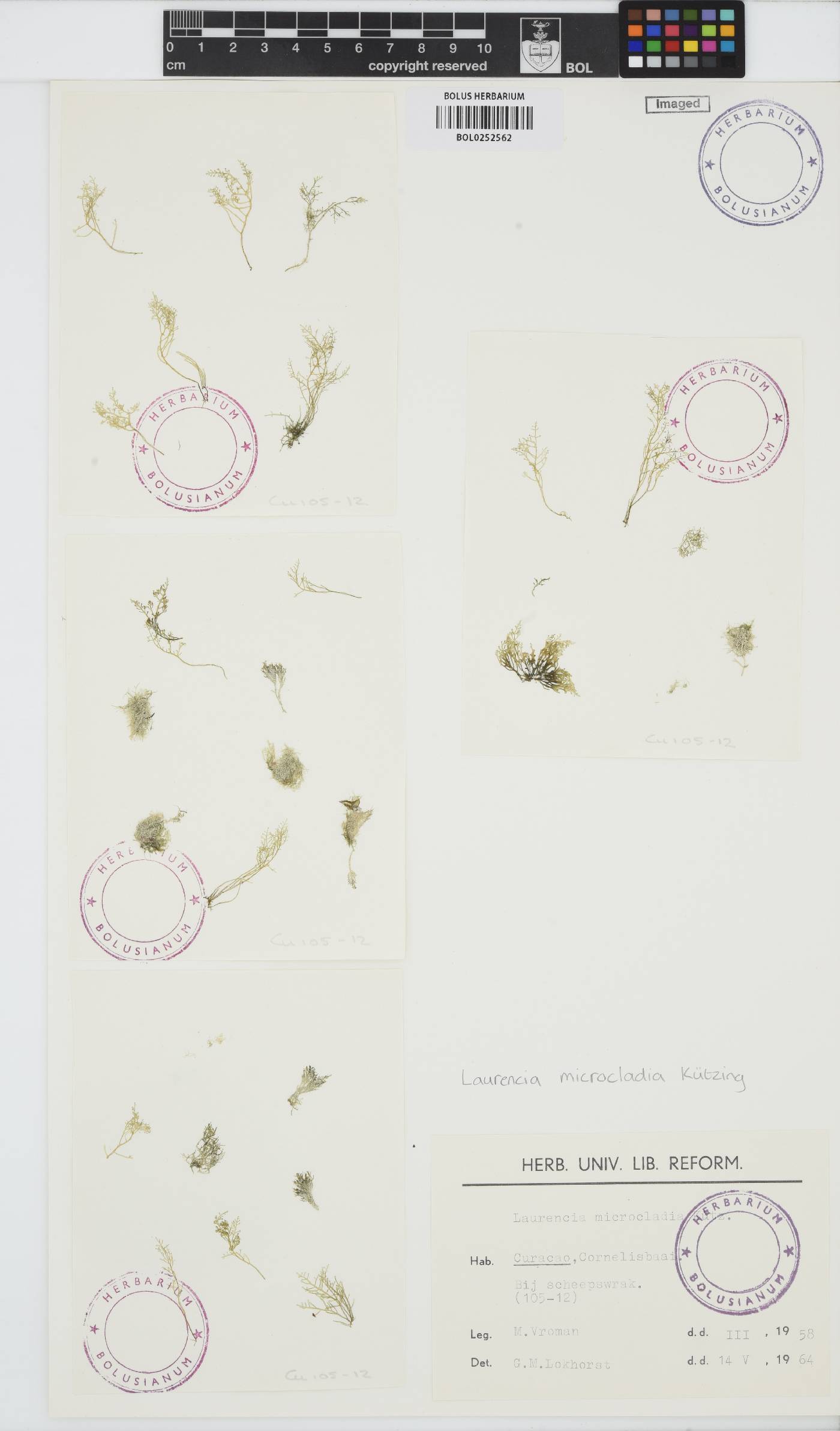 Laurencia microcladia image