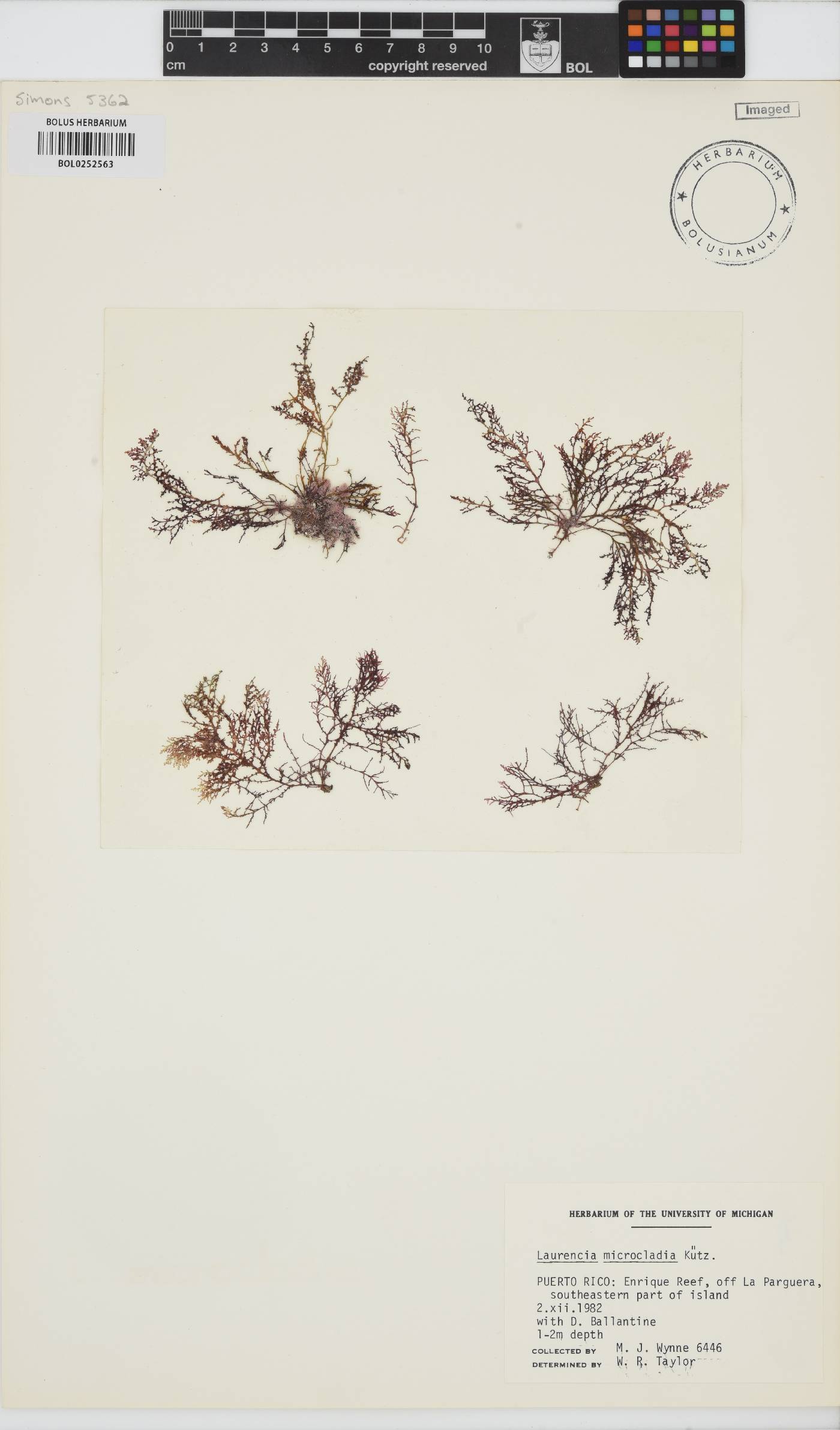 Laurencia microcladia image