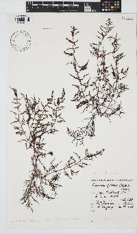 Laurencia obtusa image