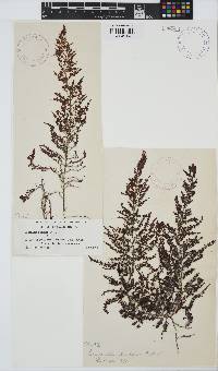 Image of Laurencia pacifica