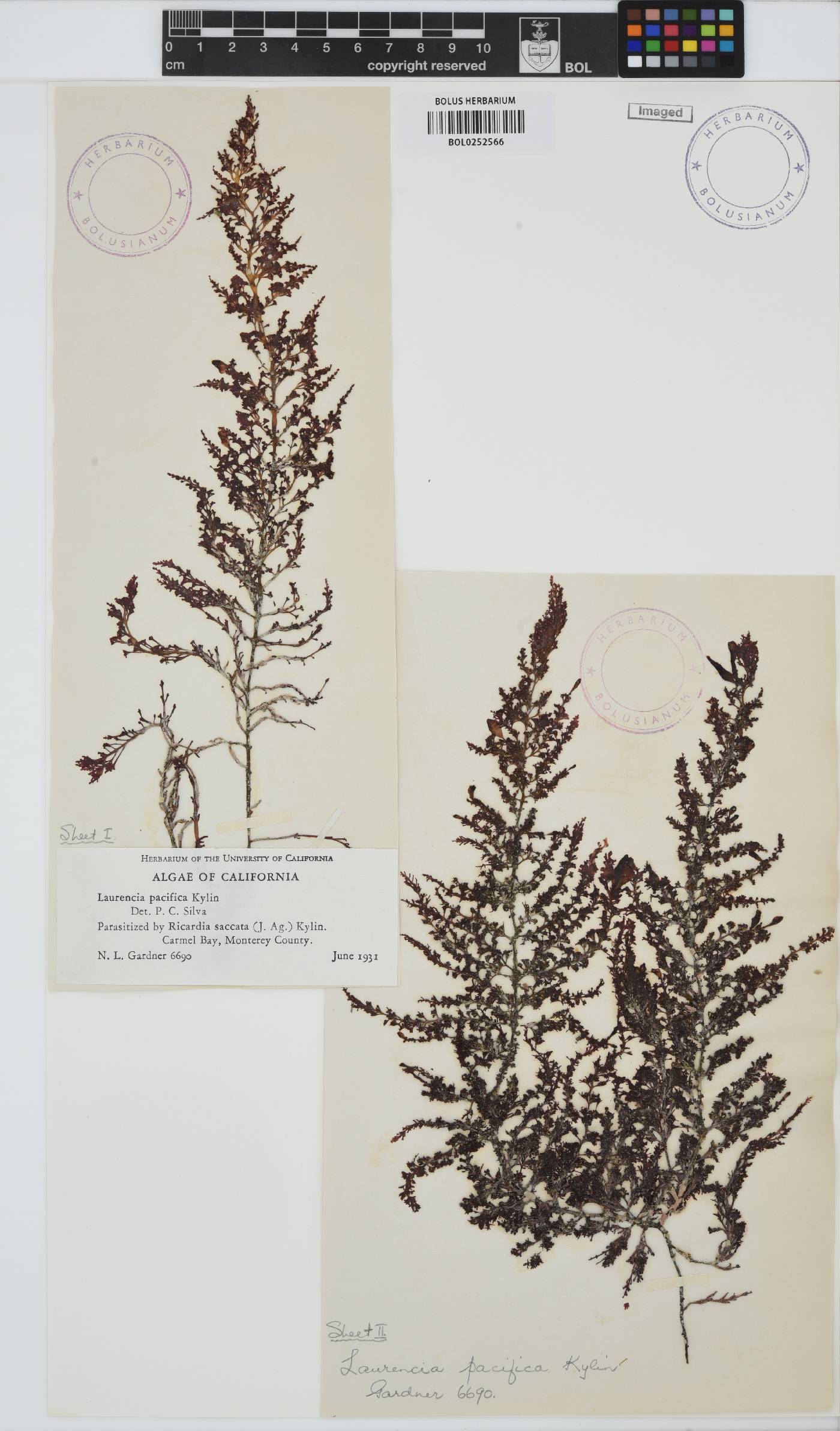 Laurencia pacifica image