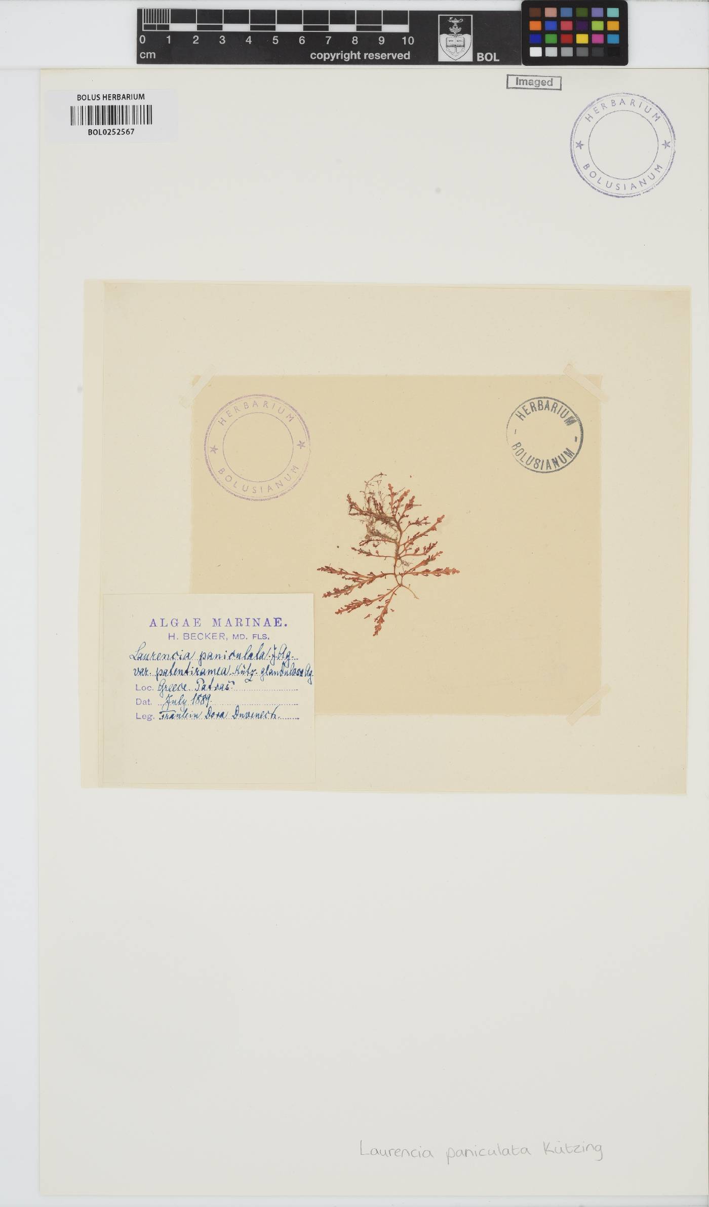 Palisada paniculata image