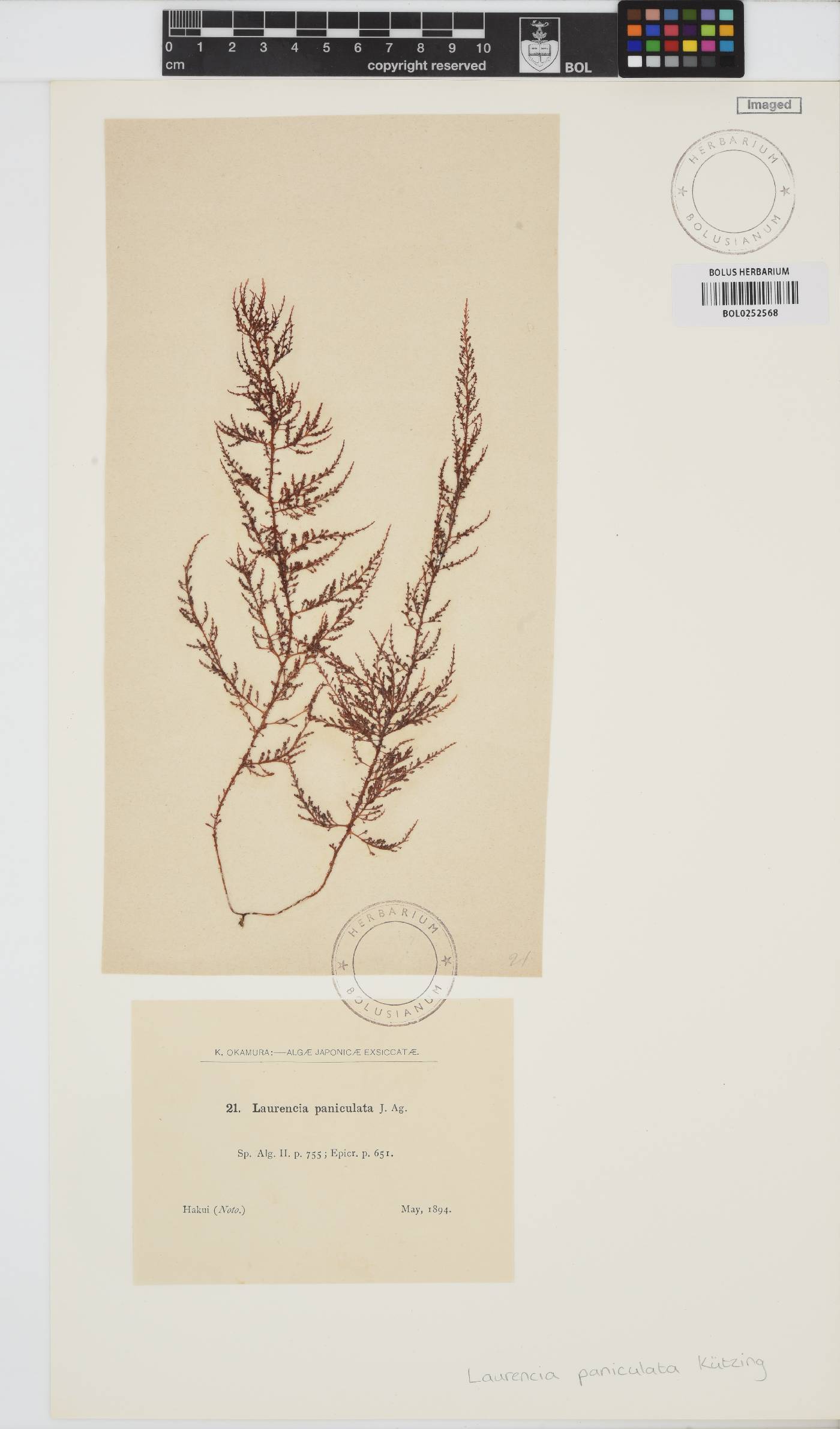 Palisada paniculata image